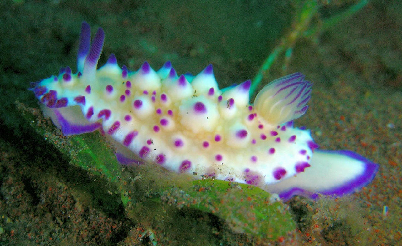 Mexichromis multituberculata